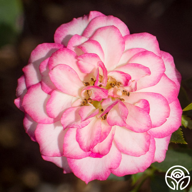Pink Carousel Roses Magic Carrousel – Heirloom Roses