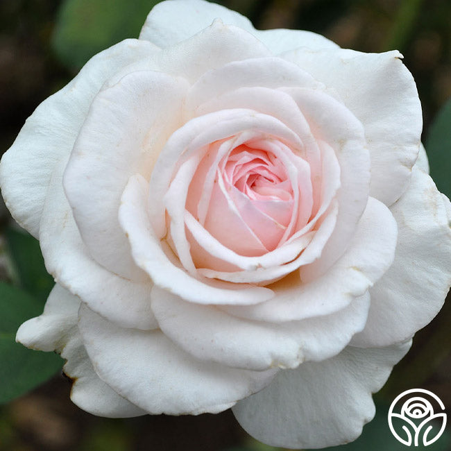 Magnificent Perfume Rose - Shrub - Exceptionally Fragrant – Heirloom Roses