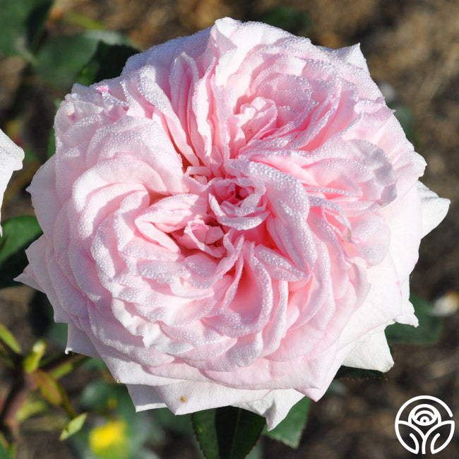 Magificent Roses Magnificent Perfume Shrub Rose | Fragrant Rose Plant – Heirloom