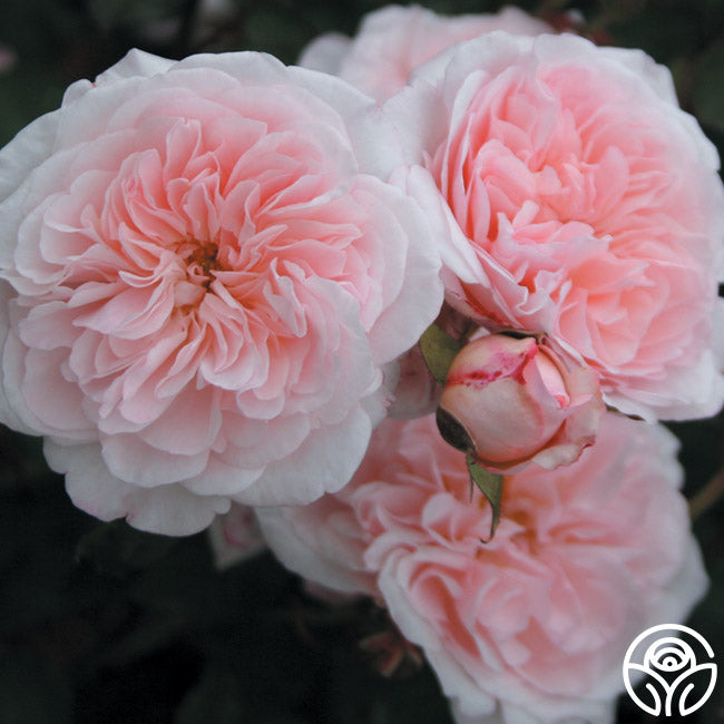 Magnificent Perfume Rose - Shrub - Exceptionally Fragrant – Heirloom Roses