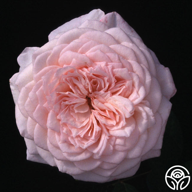 Magnificent Perfume Rose - Shrub - Exceptionally Fragrant – Heirloom Roses
