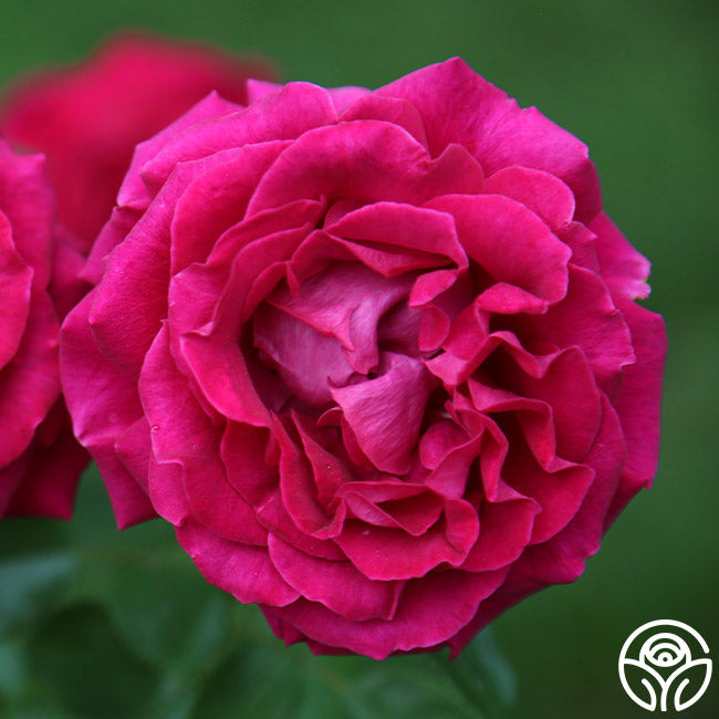 Stallan Roses Stiletto™ – Heirloom Roses