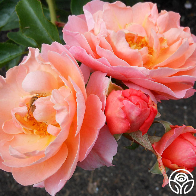 Marie Curie Shrub Rose | Pink Rose Bush – Heirloom
