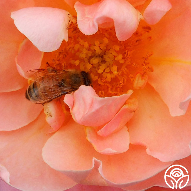Marie Curie Shrub Rose | Pink Rose Bush – Heirloom Roses