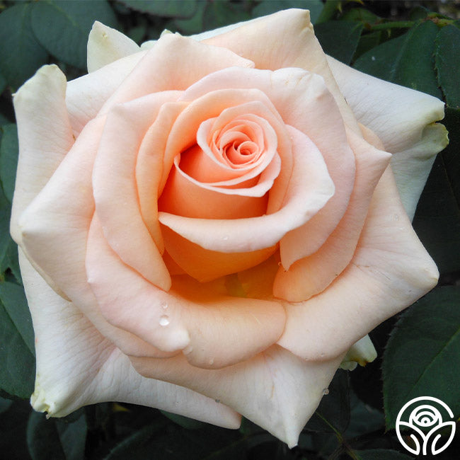 Marilyn Monroe Hybrid Tea Rose | Apricot Rose Plant – Heirloom Roses