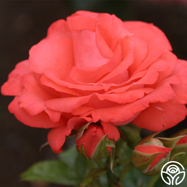 Heirloom Roses Marmalade Skies - Thumbnail 5