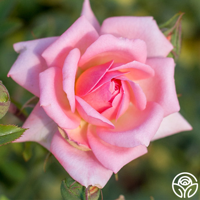 Mary Kay – Heirloom Roses