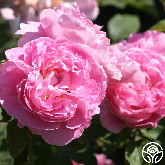 Fragrant Mary Very David - Rose Austin Heirloom – - Rose Roses