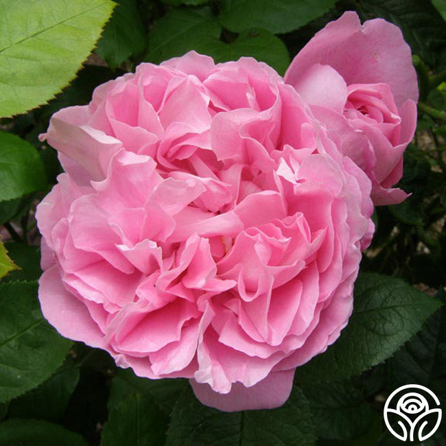 Mary Rose Rose - David Austin - Very Fragrant – Heirloom Roses