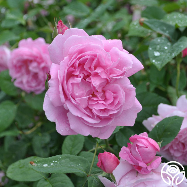 Mary Rose Rose - David Austin - Very Fragrant – Heirloom Roses