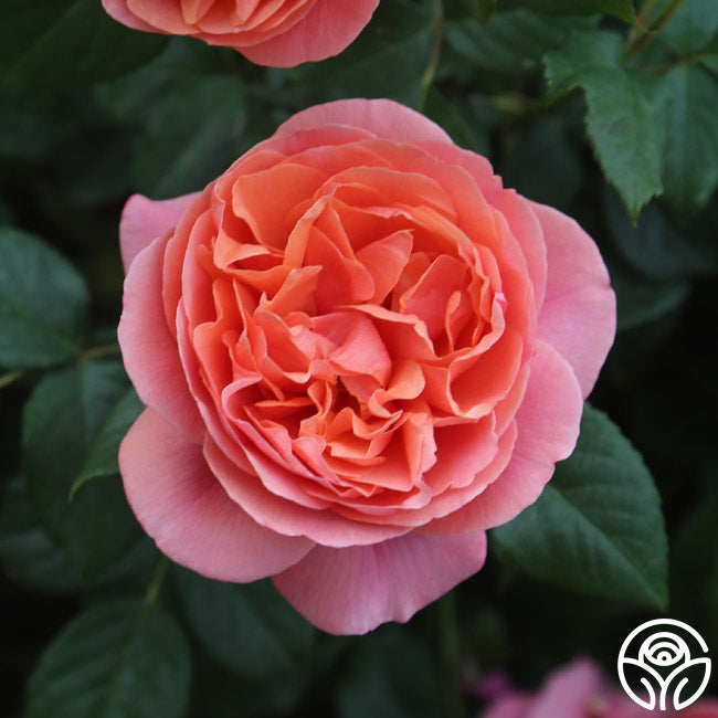その他 rose Matchless Mother Shrub Rose | Orange Rose Bush – Heirloom Roses