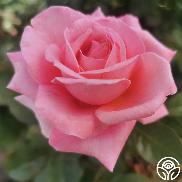 Meant To Be™ | Pink Hybrid Tea Rose Bush – Heirloom Roses