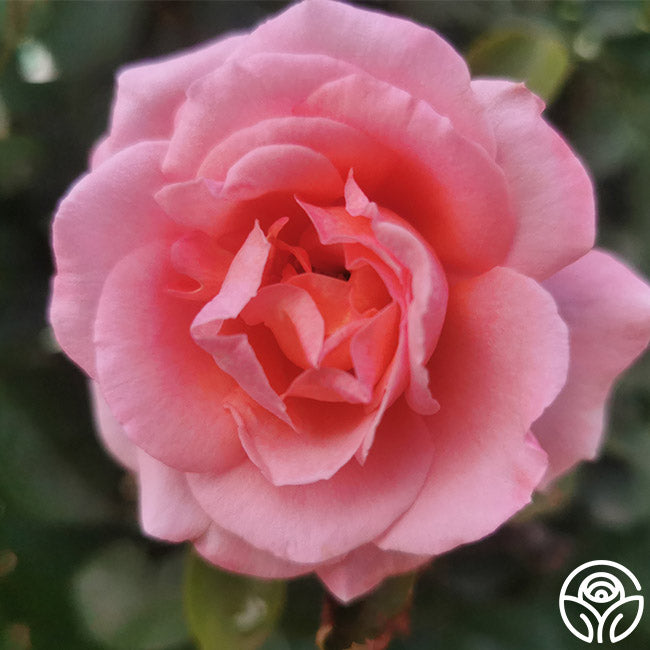 ラブリートゥモーローズ♡ SC27851 M Meant To Be™ | Pink Hybrid Tea Rose Bush – Heirloom Roses
