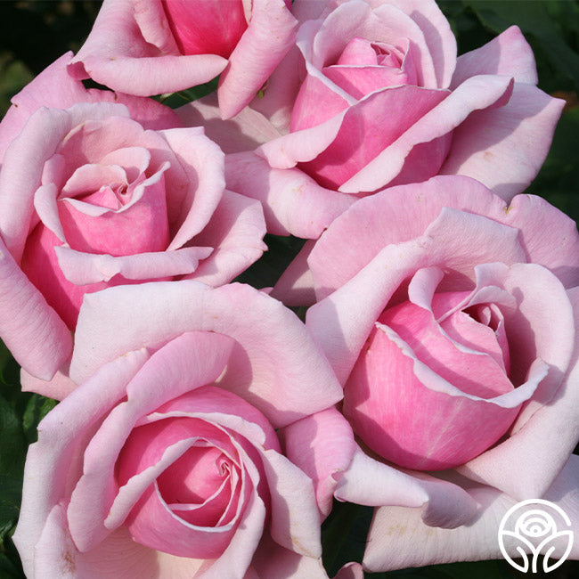 Memorial Day Hybrid Tea Rose | Fragrant Rose Bush – Heirloom