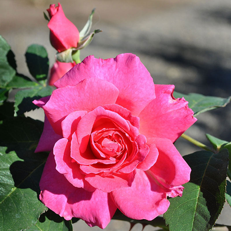 Sleeping Beauty Rose - Miniflora - Moderately Fragrant – Heirloom Roses