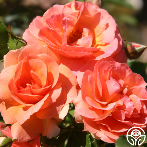 Midsummer Night's Dream Floribunda Rose | Fragrant Rose Plant  Heirloom