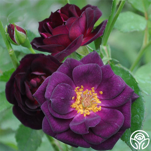 Midnight Blue Shrub Rose | Fragrant Rose Bush Heirloom Midnight Blue Shrub Rose | Fragrant Rose Bush Heirloom