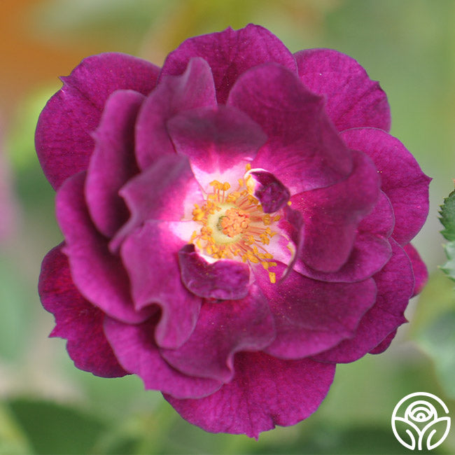 midnight blue rose seeds Midnight Blue Shrub Rose