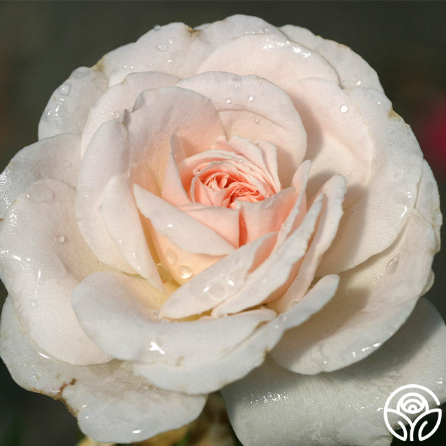 Miss Dior Shrub Rose White Rose Plant – Heirloom Roses