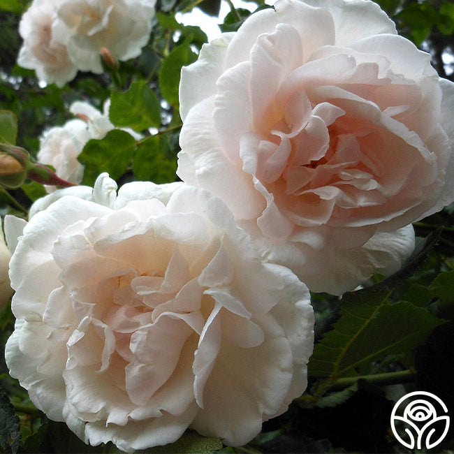 Heirloom Roses Mme Alfred Carrière