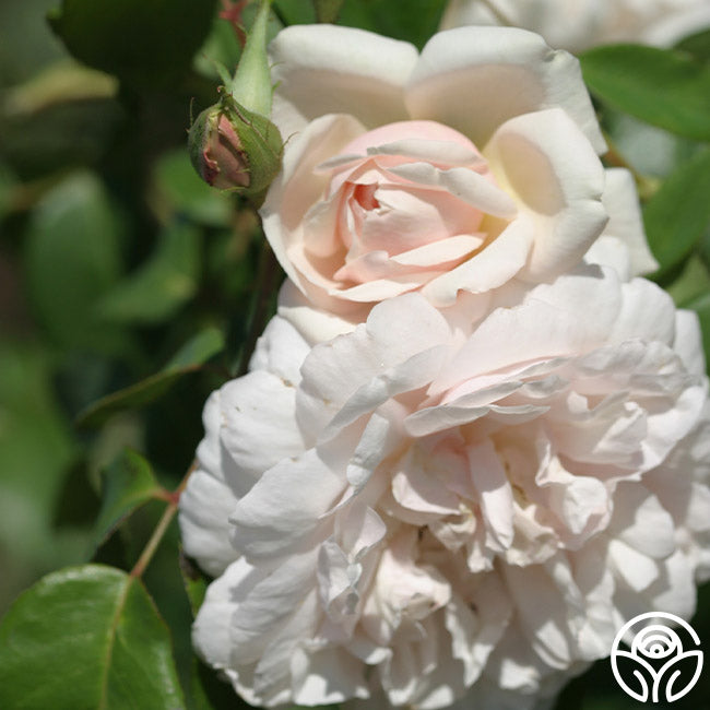Heirloom Roses Mme Alfred Carrière - Thumbnail 3