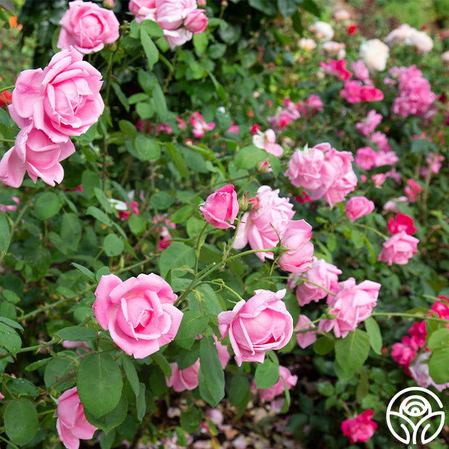 Mme Caroline Testout Hybrid Tea Rose | Fragrant Rose Bush – Heirloom