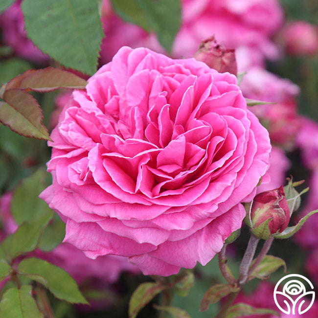 ROSE❣️ Mme Dubost Bourbons Rose | Fragrant Rose Plant – Heirloom