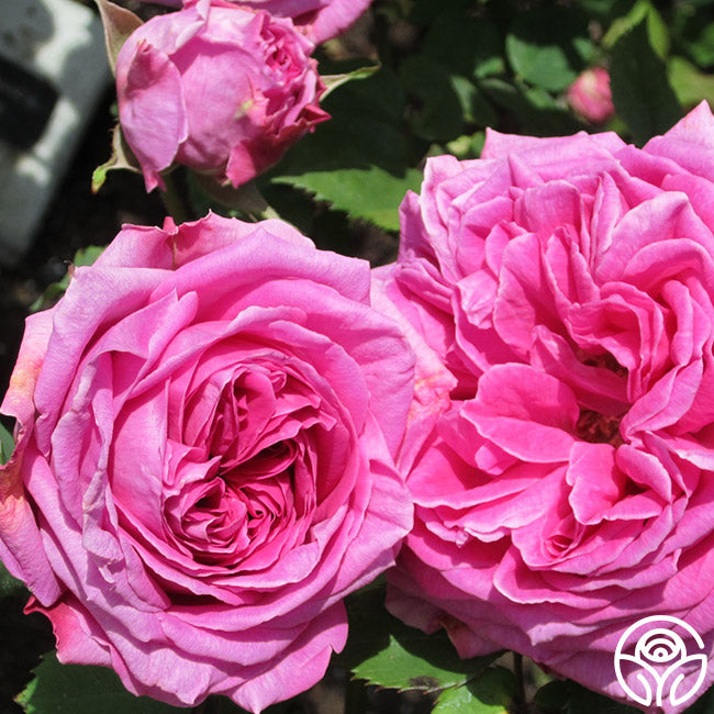 Mme Isaac Pereire Bourbons Rose | Fragrant Rose Bush – Heirloom Roses