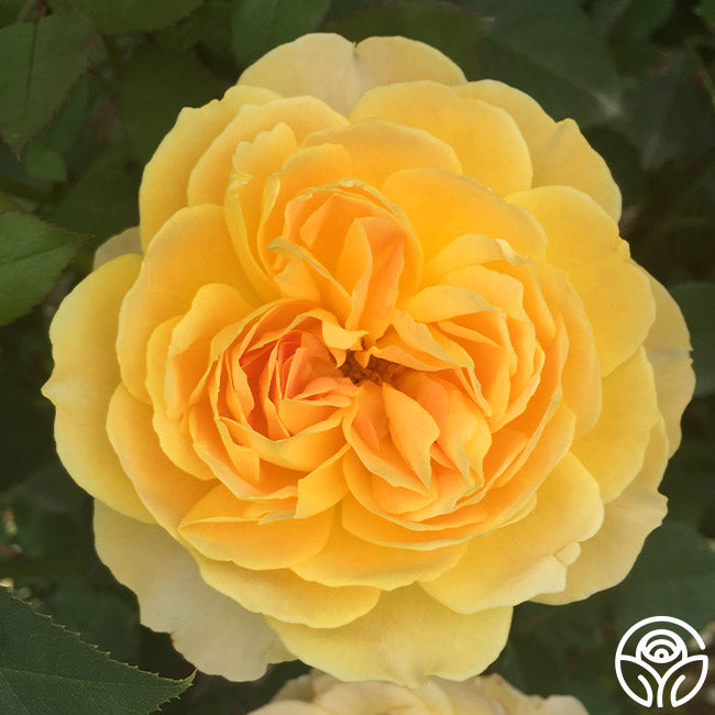 Heirloom Roses Molineux