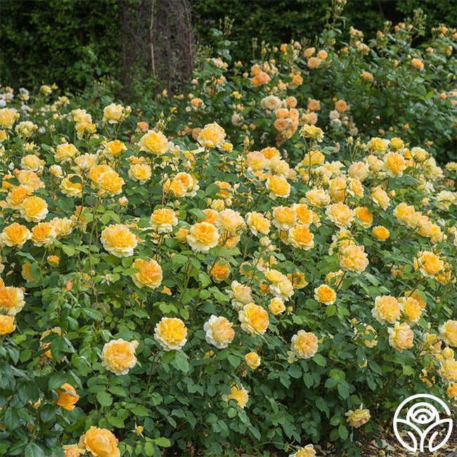 Heirloom Roses Molineux - Thumbnail 2