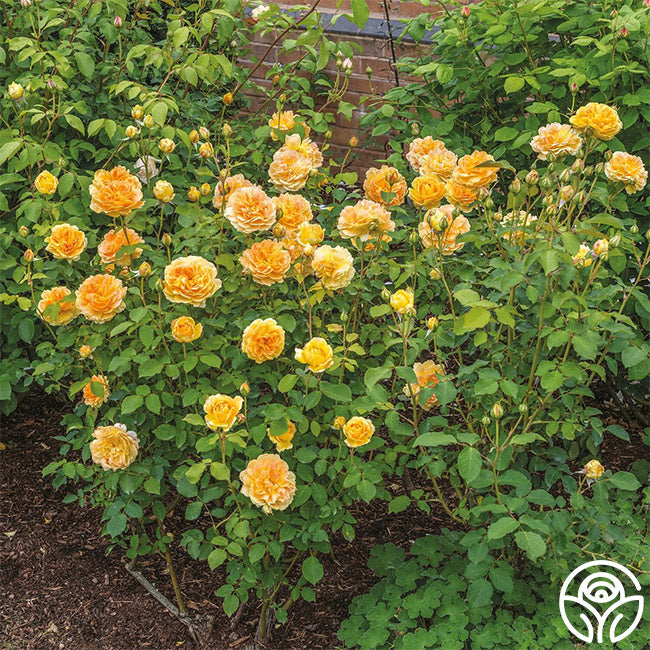 Heirloom Roses Molineux - Thumbnail 3