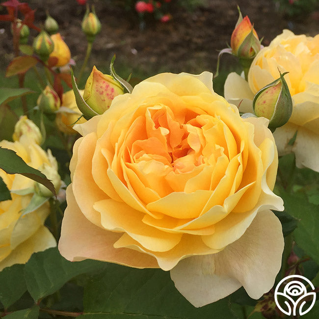 Heirloom Roses Molineux - Thumbnail 4