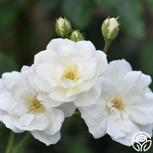 Moonlight Hybrid Musk Rose | Fragrant Rose Bush – Heirloom