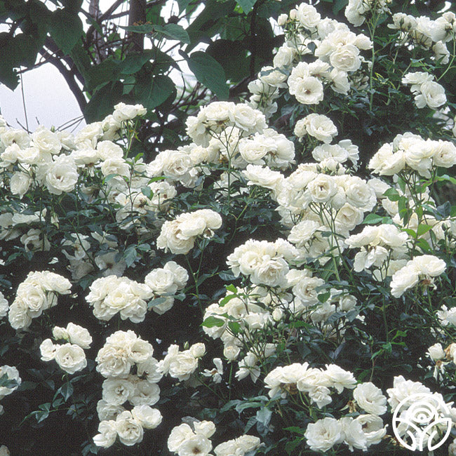 Moonlight Rose - Hybrid Musk - Very Fragrant – Heirloom Roses