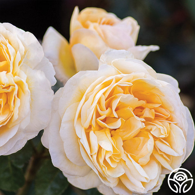 Heirloom Roses Moonlight Romantica Rose