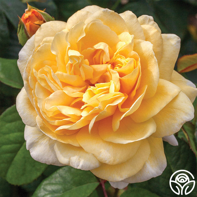 Moonlight Romantica – Heirloom Roses