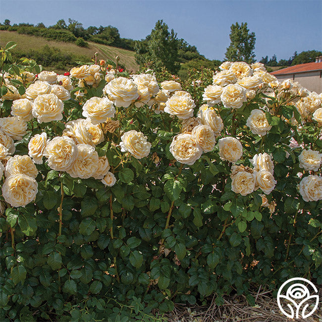 Moonlight Romantica – Heirloom Roses