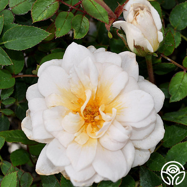 Moonlight Country Roses Moonlight Scentsation – Heirloom Roses