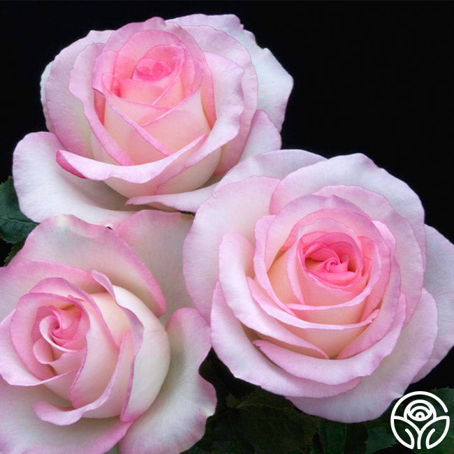 Moonstone Ruffle Roses Moonstone Rose - Hybrid Tea - Lightly Fragrant – Heirloom Roses