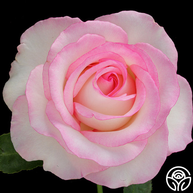 Moonstone Ruffle Roses Moonstone Rose - Hybrid Tea - Lightly Fragrant – Heirloom Roses