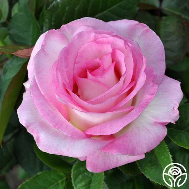 Moonstone Ruffle Roses Moonstone Rose - Hybrid Tea - Lightly Fragrant – Heirloom Roses