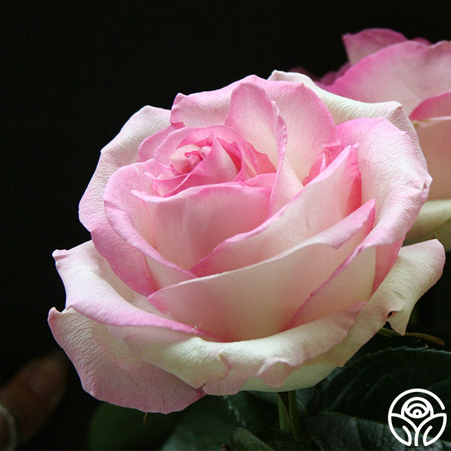 Moonstone Ruffle Roses Moonstone Rose - Hybrid Tea - Lightly Fragrant – Heirloom Roses