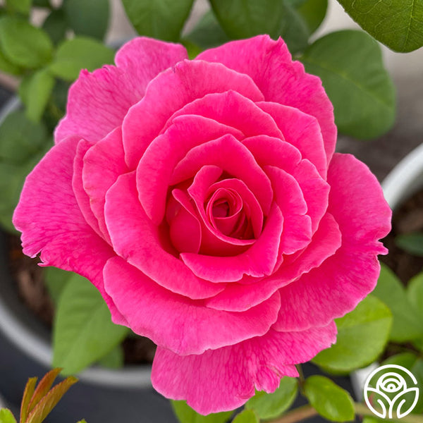 Morden Centennial Hardy Rose | Pink Rose Plant – Heirloom