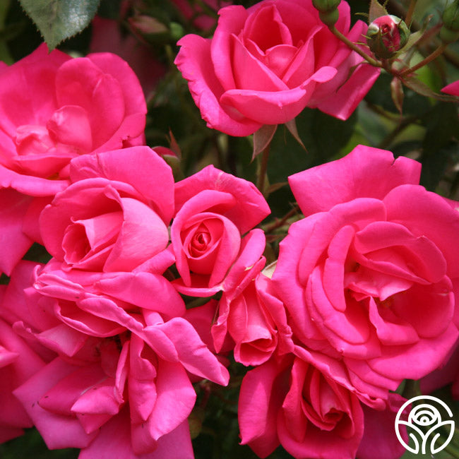 Morning Jewel Rose - Climbing Roses - Very Fragrant – Heirloom Roses