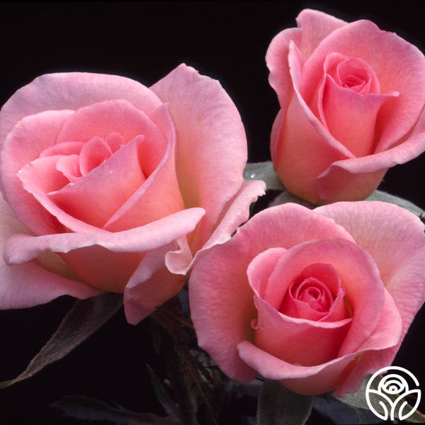 その他 lovely rose Star-Crossed Lovers™ – Heirloom Roses