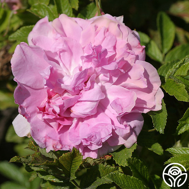 Mrs. Doreen Pike – Heirloom Roses