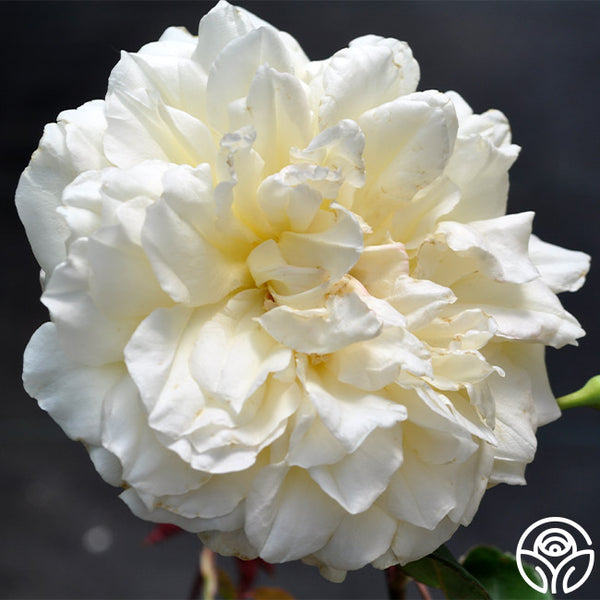 Mrs. Dudley Cross – Heirloom