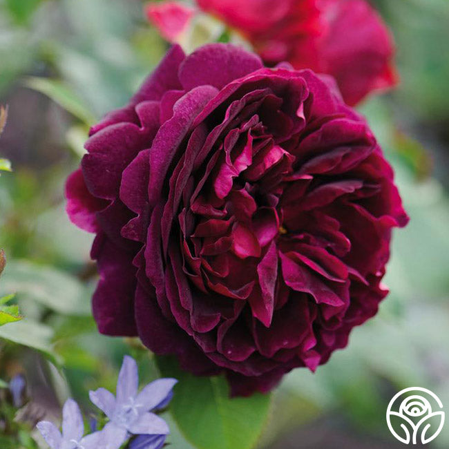 Munstead Wood – Heirloom