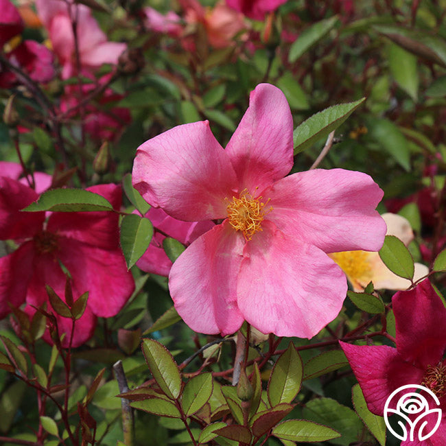 Mutabilis Rose - China - Lightly Fragrant – Heirloom Roses