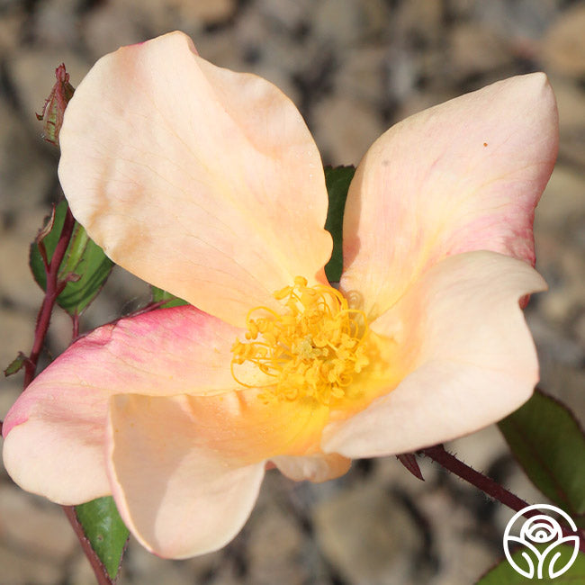 Mutabilis Rose - China - Lightly Fragrant – Heirloom Roses